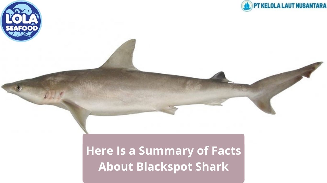 Here Is a Summary of Facts About Blackspot Shark